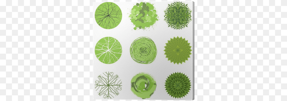 Tree Plan View, Green, Plant, Moss, Leaf Free Transparent Png