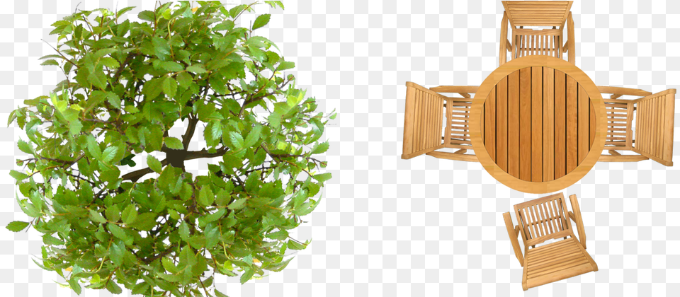 Tree Plan View Photoshop Texture Top View Outdoor Furniture, Potted Plant, Plant, Wood, Produce Free Transparent Png