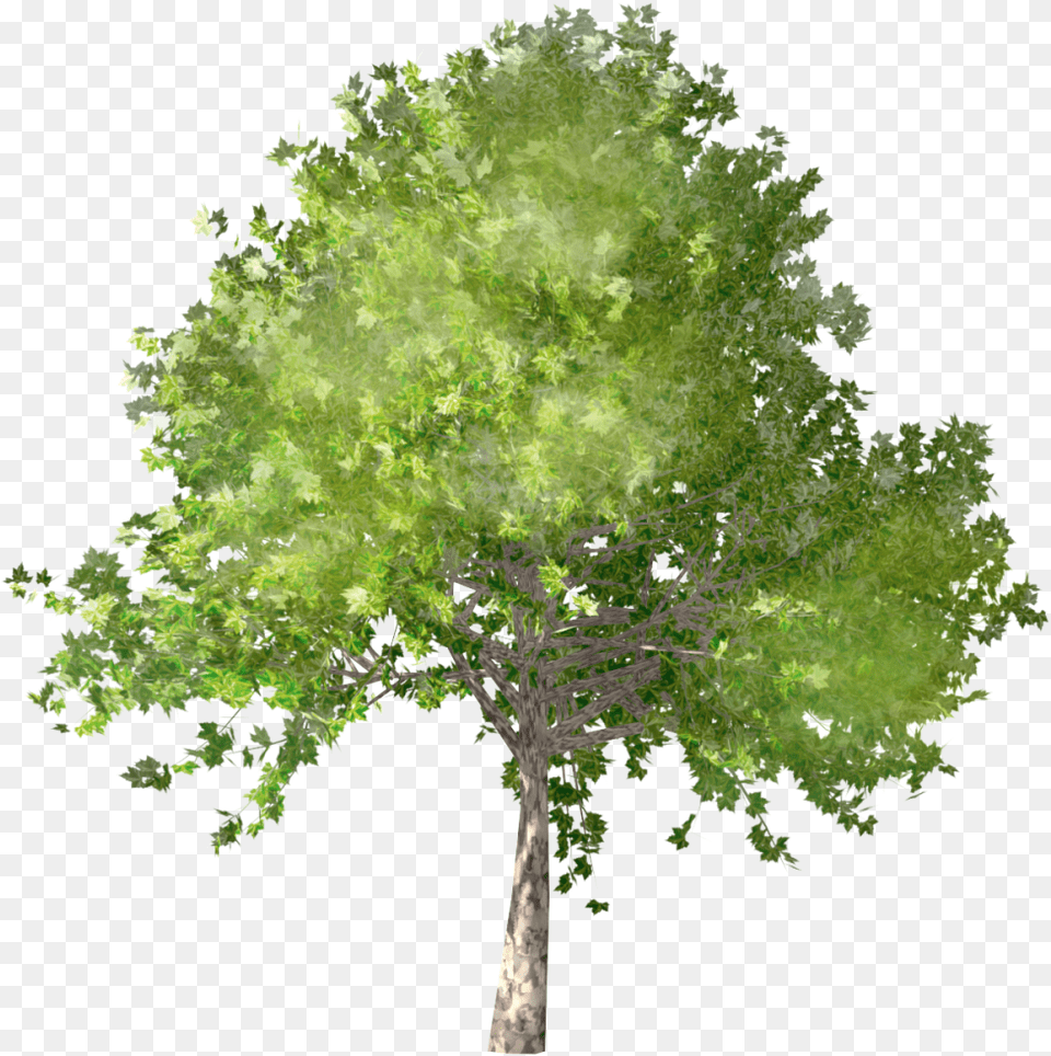 Tree Plan View Plane Tree, Oak, Plant, Sycamore, Maple Free Png Download