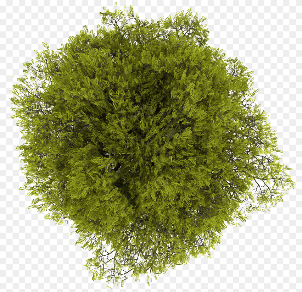 Tree Plan View Top Tree Cut Out, Plant, Vegetation, Moss, Woodland Png Image