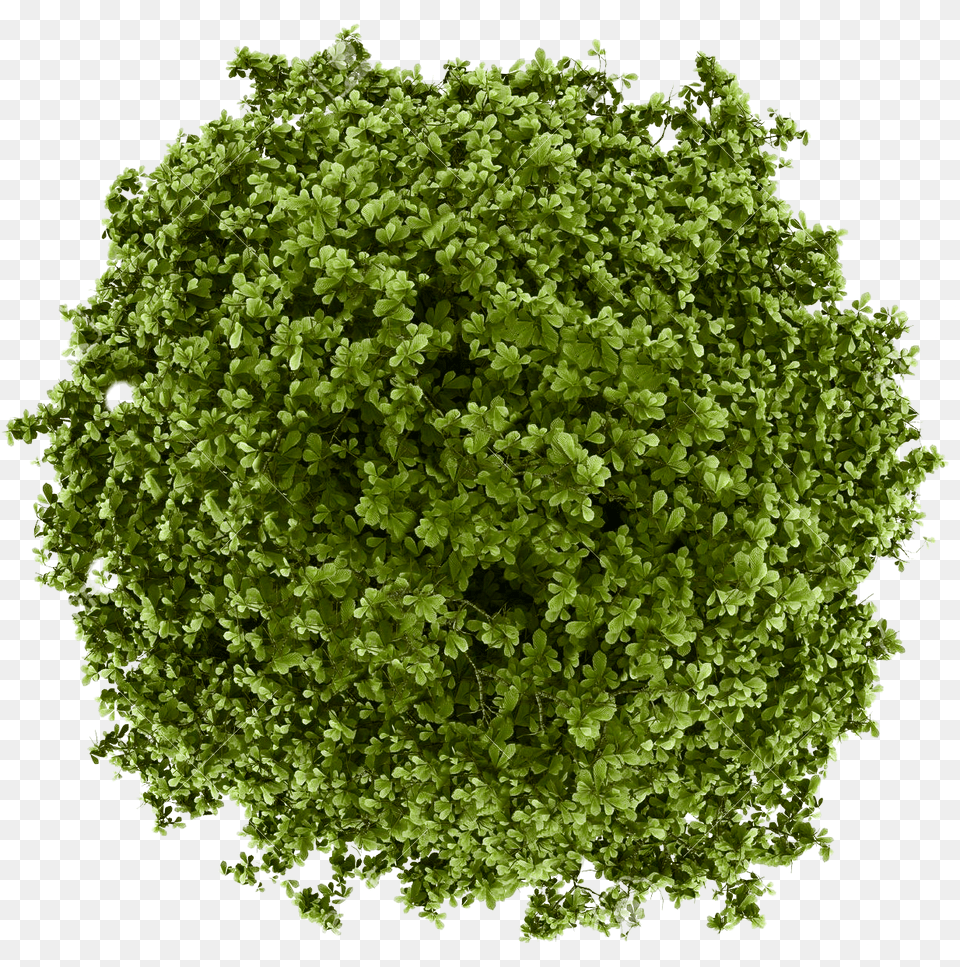 Tree Plan View Plant From Above, Moss, Vegetation, Green Free Transparent Png