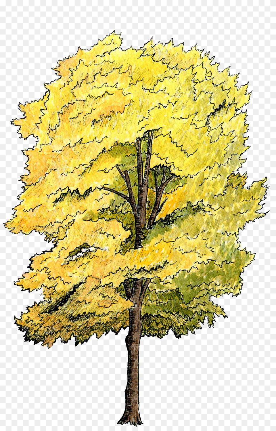 Tree Plan Water Color Image Tree Section, Maple, Oak, Plant, Sycamore Free Transparent Png