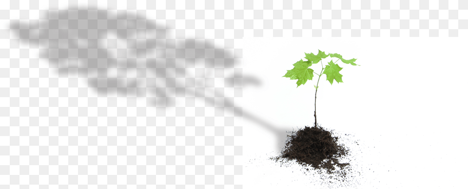 Tree Plane, Leaf, Plant, Soil, Herbs Free Png