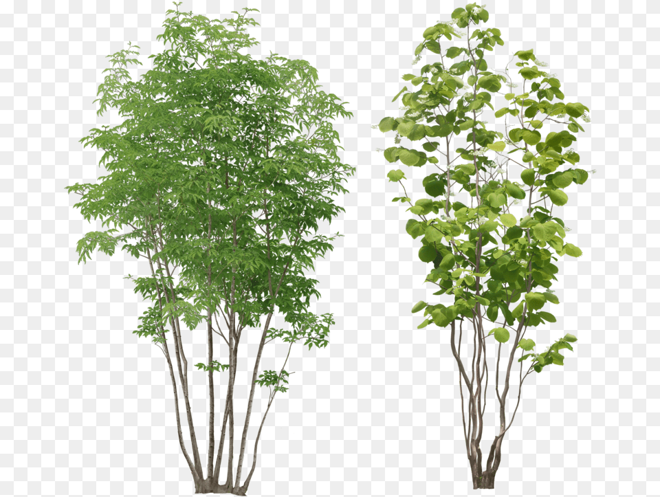 Tree Plant, Green, Leaf, Vegetation, Potted Plant Free Transparent Png