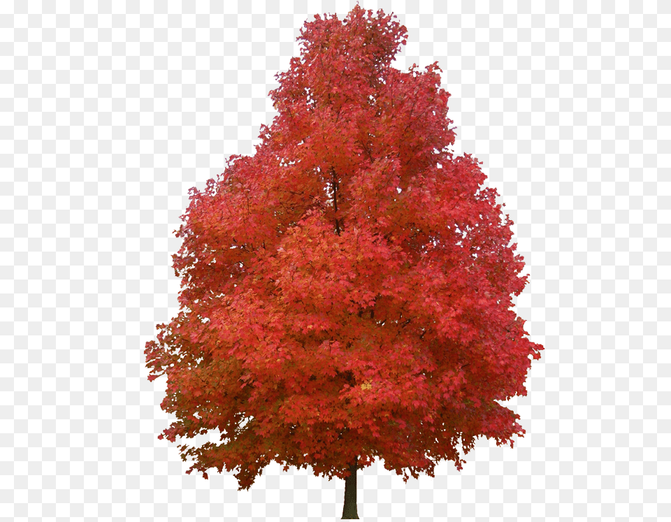 Tree Plant Red Woody Maple Leaf Red Maple Clip Art Png Image