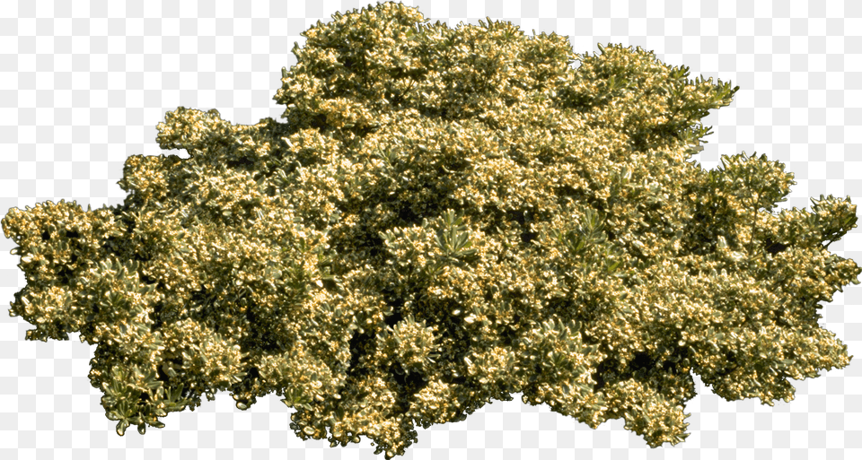 Tree Plant Shrub Bushes Download Plane, Oak, Sycamore, Vegetation, Flower Free Png