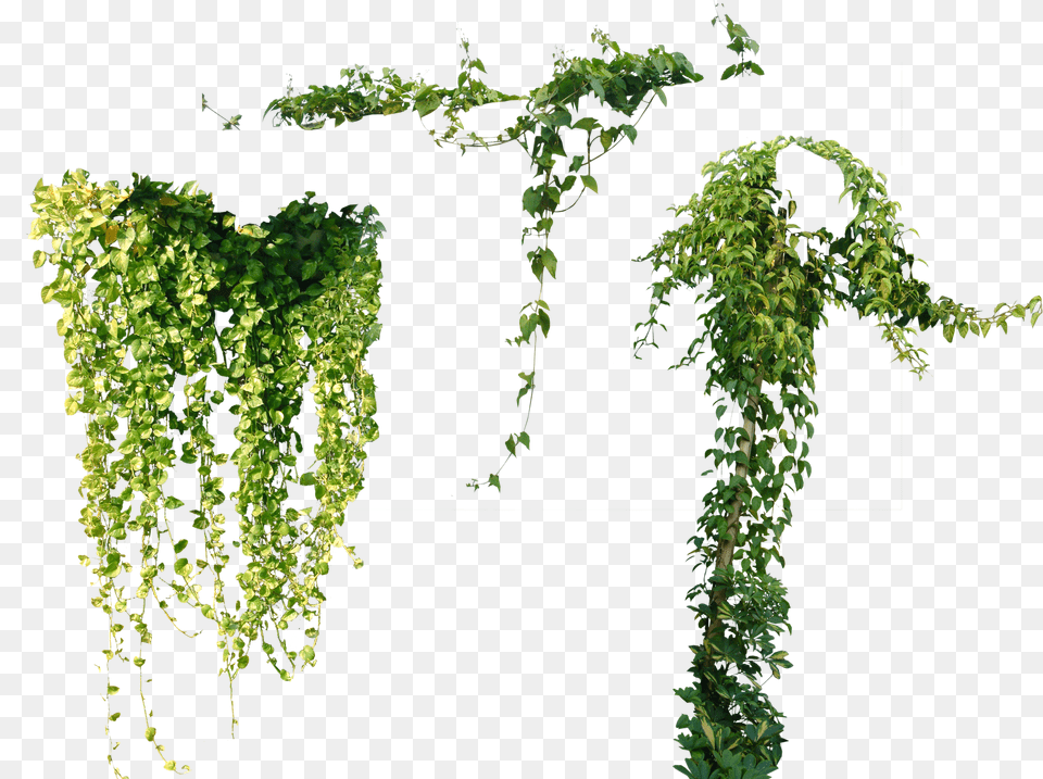 Tree Plant Vine Ivy Others Ivy Vine Free Transparent Png