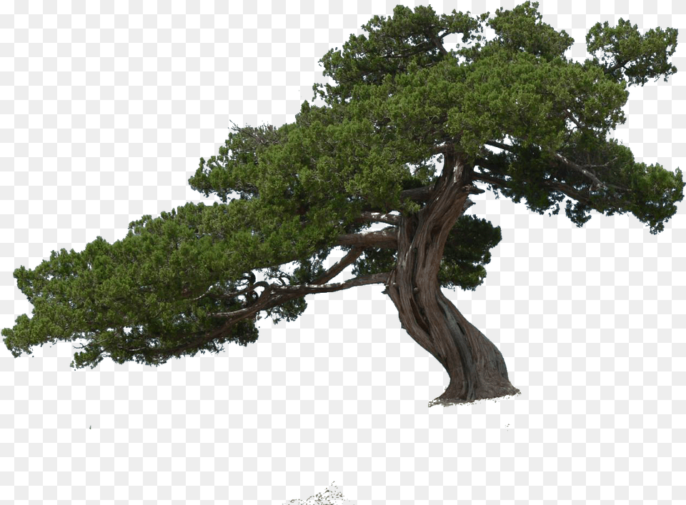 Tree Plant Woody Vegetation Juniper, Conifer, Potted Plant, Tree Trunk Free Png Download