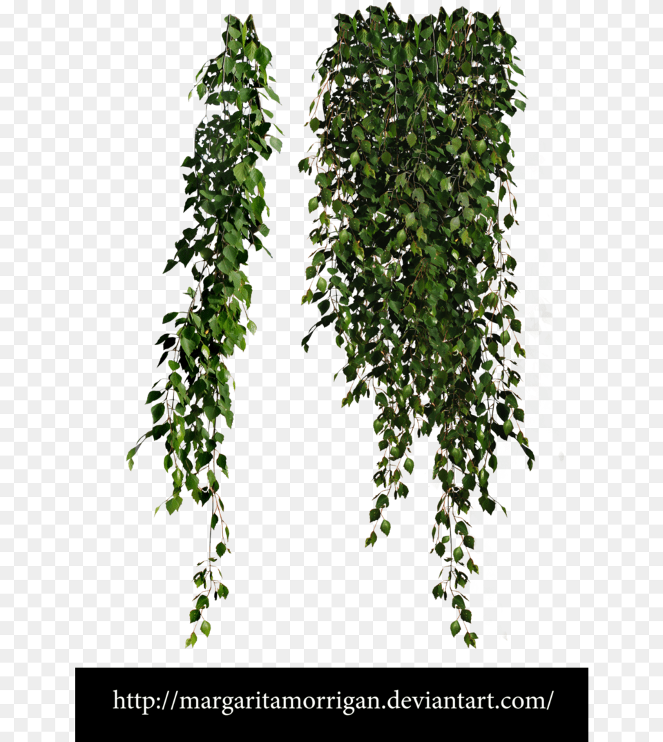 Tree Planting Definition Pc Plant, Vine, Ivy, Leaf Png