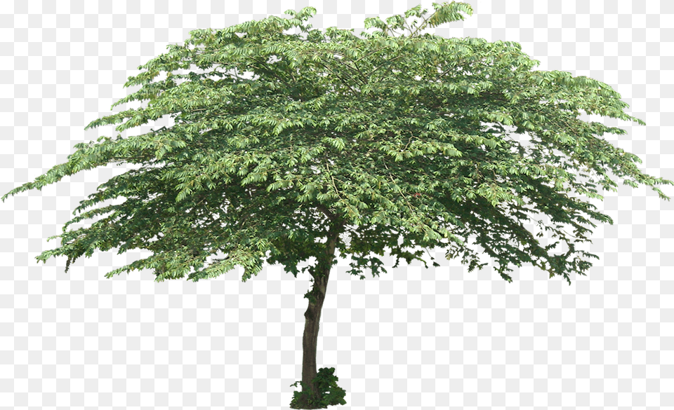 Tree Planting Trees Small Tree, Plant, Leaf, Tree Trunk, Green Png