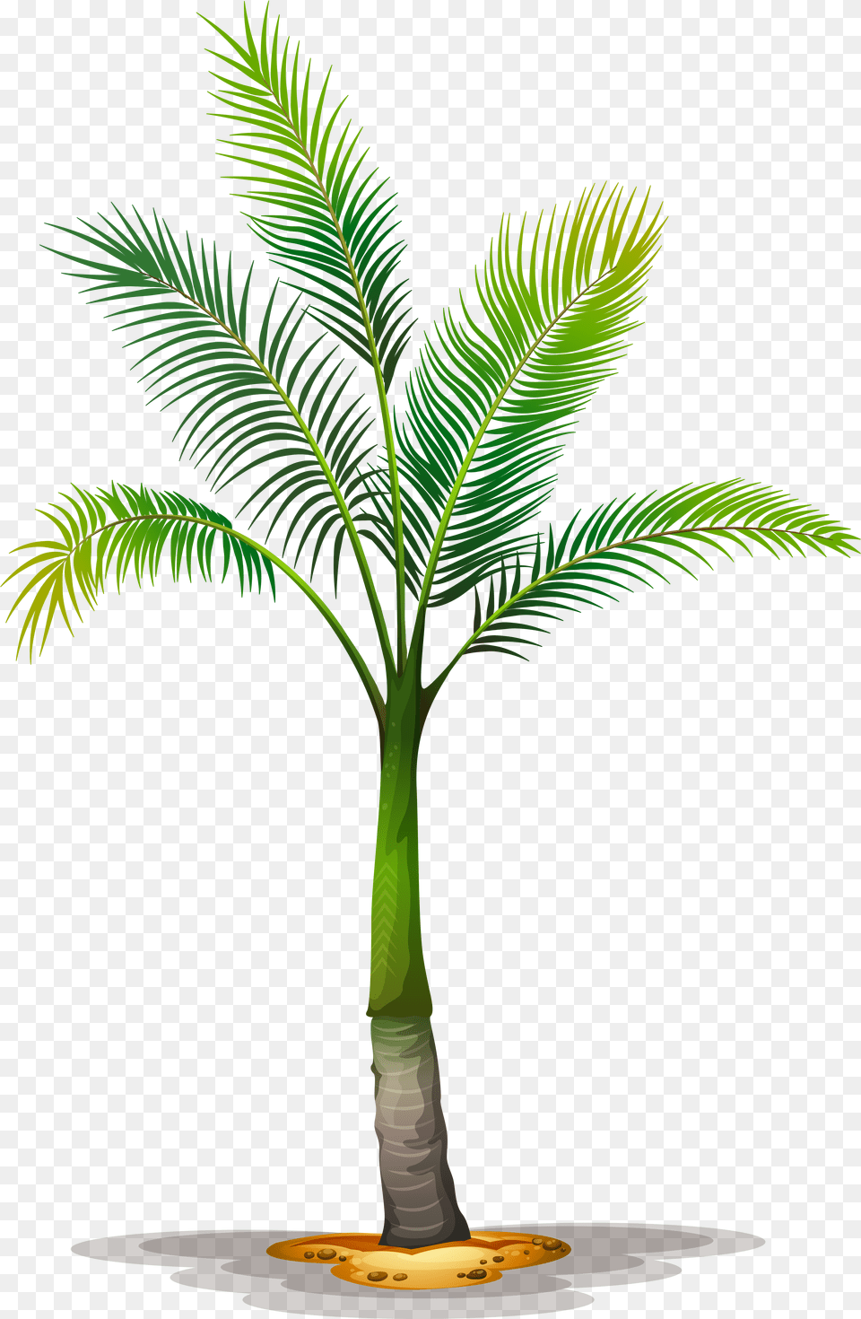 Tree Planting Trees To Plant Palm Palm Tree Green Stem, Palm Tree, Leaf Png