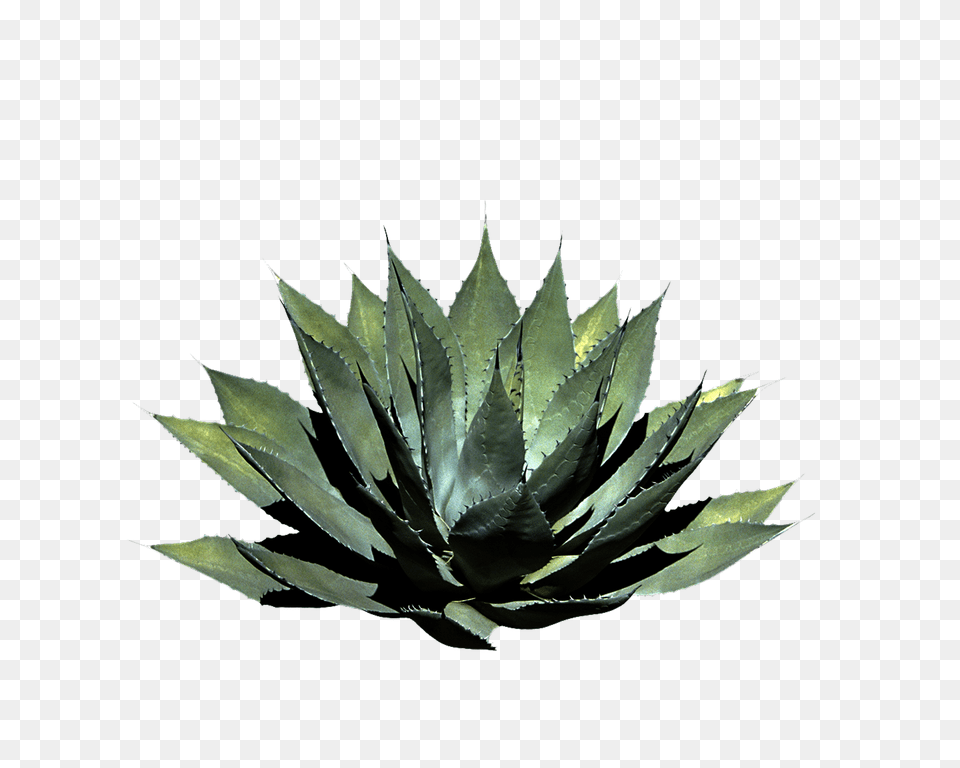 Tree Plants, Plant, Aloe, Agavaceae Png Image
