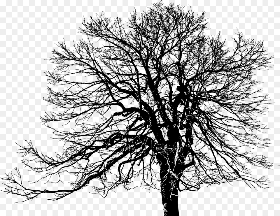 Tree Plants Oak Silhouette Trunk Transparent White Silhouette Tree, Gray Free Png Download