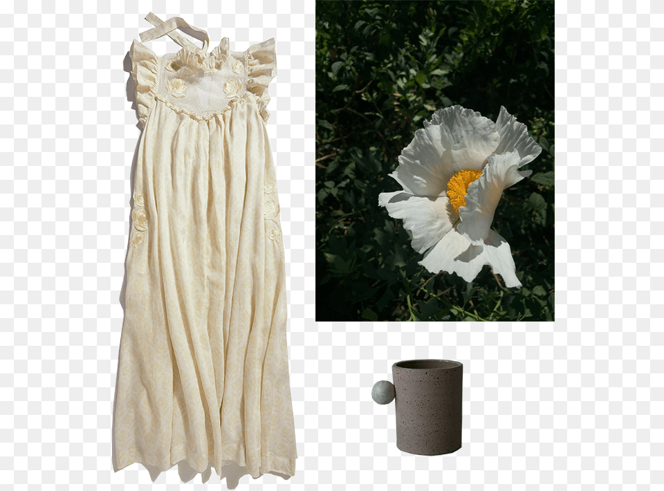 Tree Poppy, Plant, Clothing, Dress, Petal Png