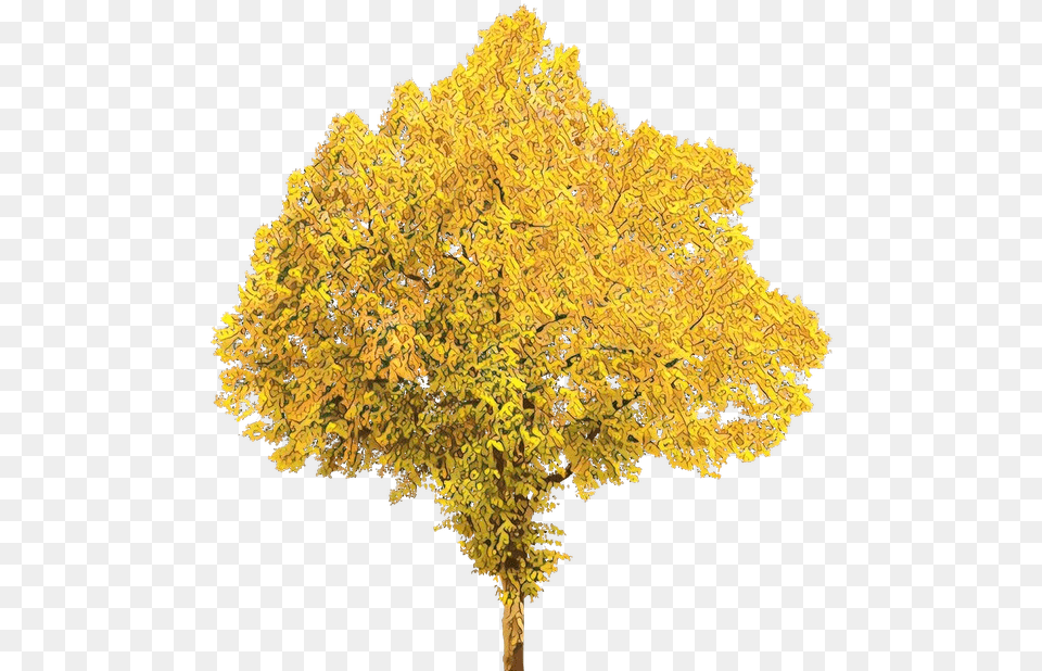 Tree Portable Network Graphics Clip Art Transparent Background Tree Leaves, Maple, Plant, Leaf, Oak Png Image
