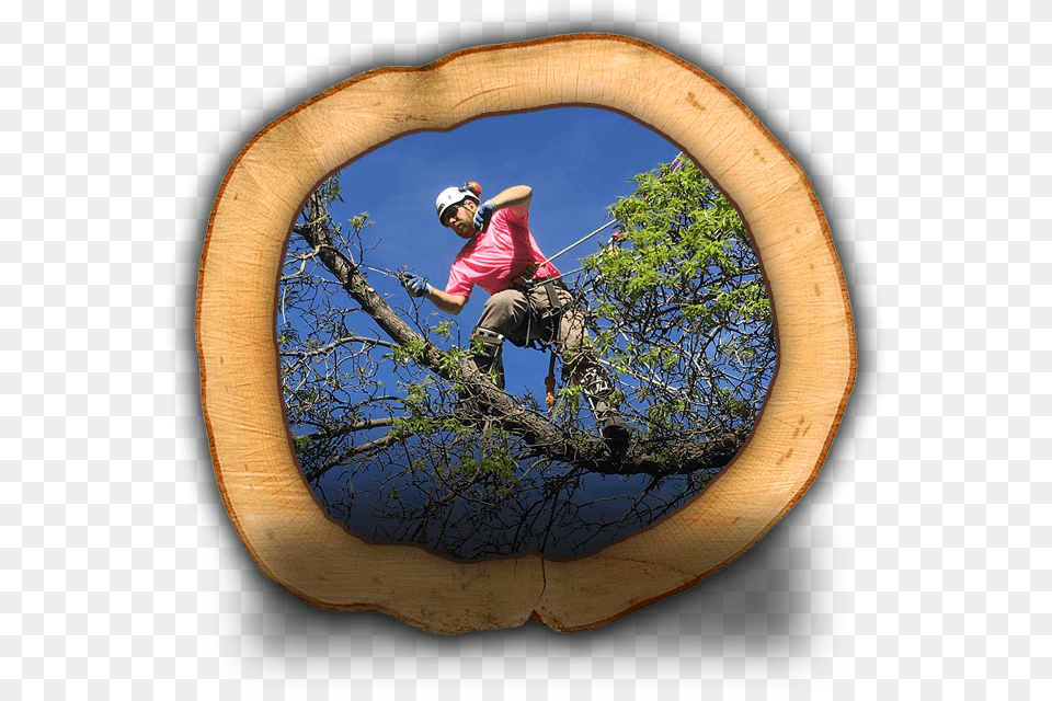 Tree Pruning Extreme Sport, Plant, Photography, Adult, Male Free Png Download
