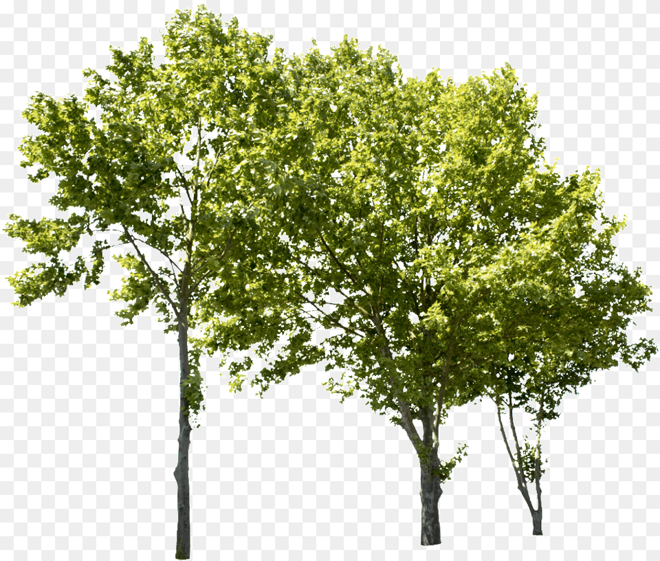 Tree Psd Cut Out Tree, Plant, Maple, Oak, Sycamore Free Transparent Png