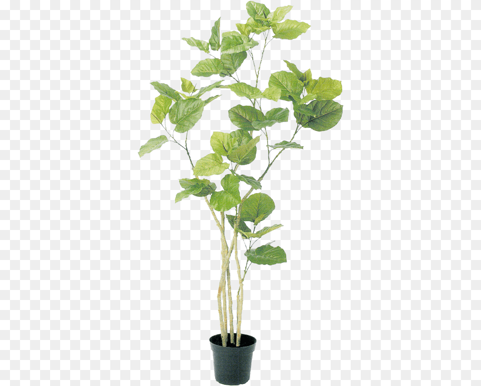 Tree Psd Plant Illustration Botanical Illustration No Background Photoshop Plants, Leaf, Potted Plant, Flower, Flower Arrangement Png