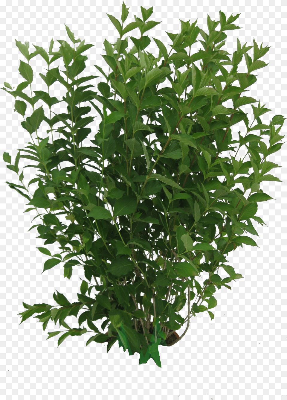 Tree Psd Vector Brush Plant Texture Transparent Bush Png Image