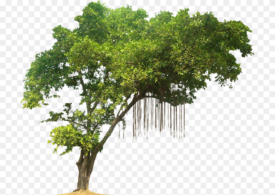 Tree Quality Transparent Transparent Jungle Tree, Oak, Plant, Sycamore, Outdoors Png