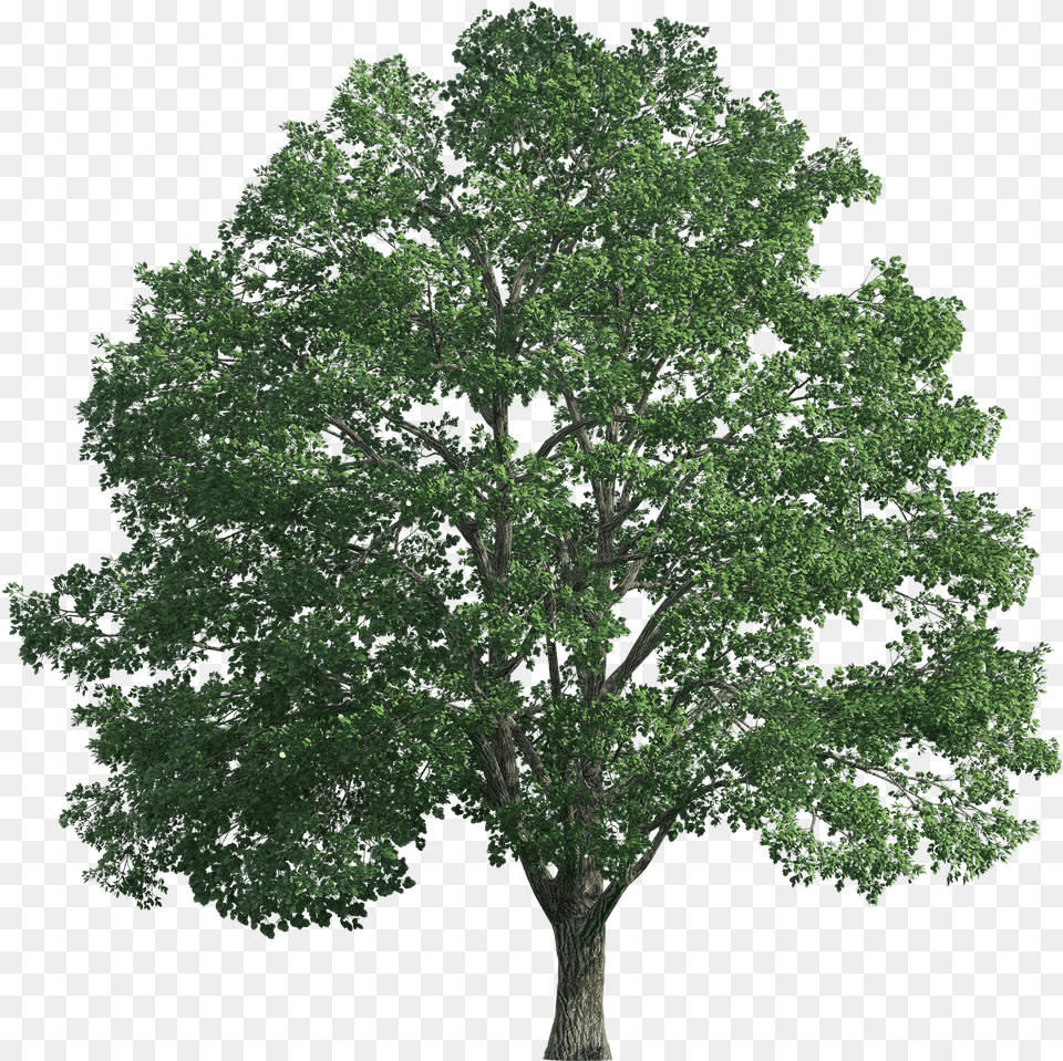 Tree Realistic Clip Art Big Tree Transparent Background Free Png Download