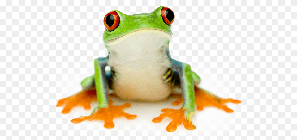 Tree Red Eyed Tree Frog No Background, Amphibian, Animal, Wildlife, Tree Frog Png Image