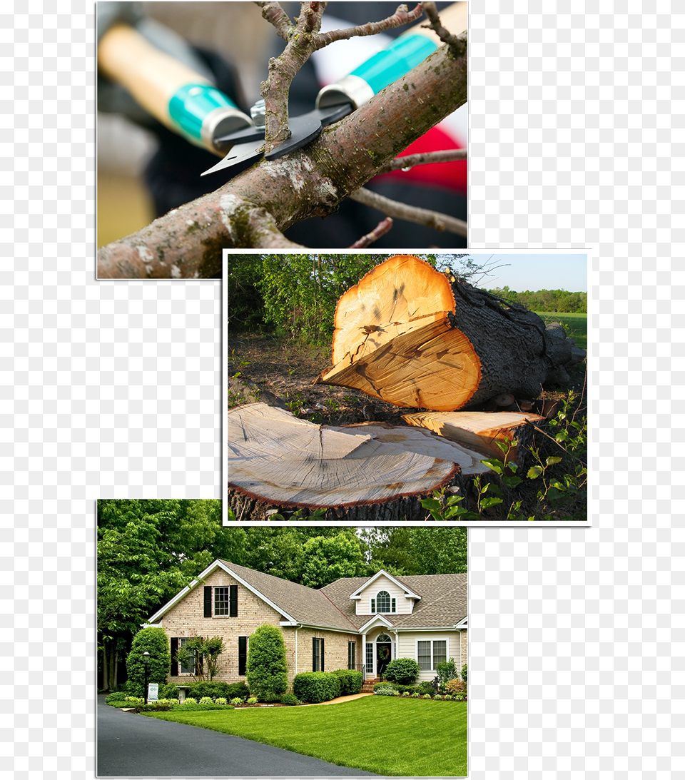 Tree Removal Amp Stump Grinding South Carolina, Art, Collage, Plant, Grass Png