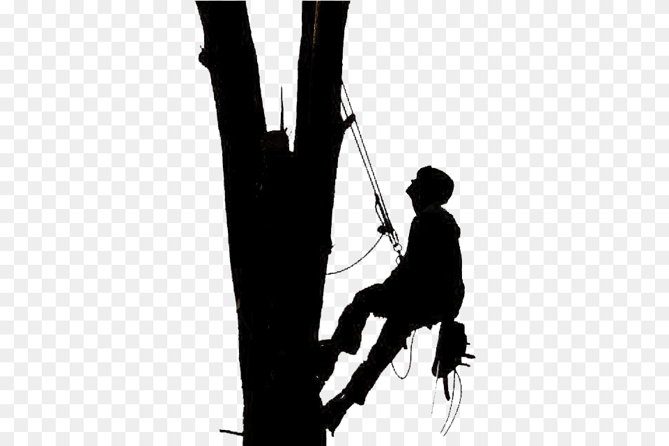 Tree Removal Tree Climber Silhouette, Adult, Male, Man, Person Free Png Download