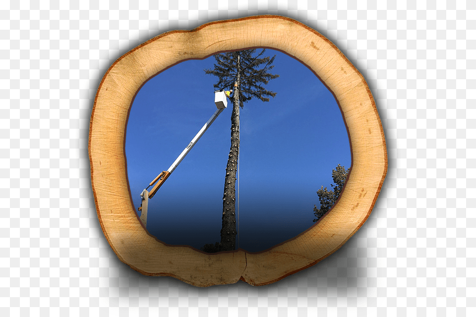 Tree Removal Wood, Photography, Plant, Hole, Tree Trunk Free Png Download