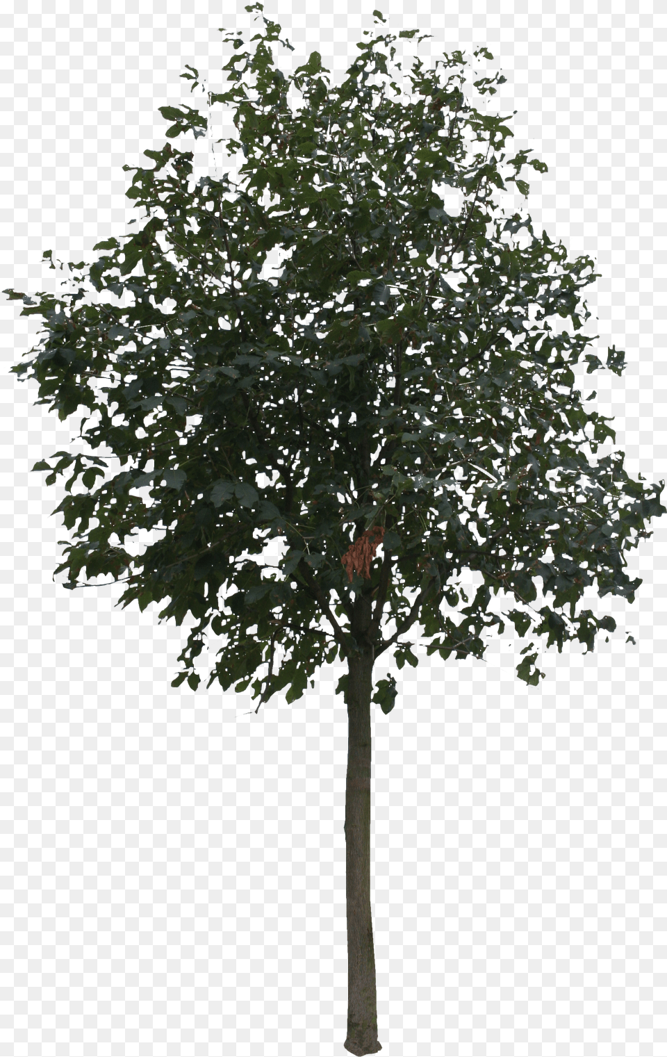 Tree Rendering Small Tree Cut Out, Maple, Oak, Plant, Sycamore Png