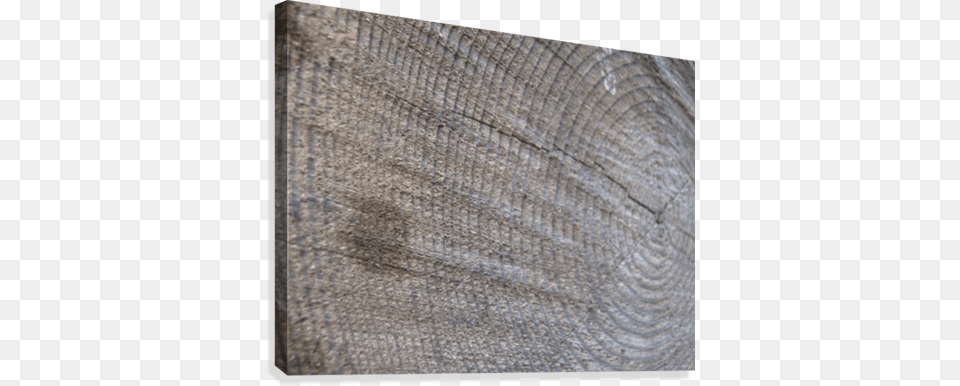 Tree Rings 01 Canvas Print Wood, Lumber, Plant, Texture, Tree Trunk Free Transparent Png