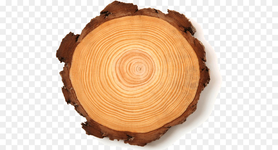 Tree Rings Tree Rings Transparent Background, Lumber, Plant, Wood, Fungus Free Png Download