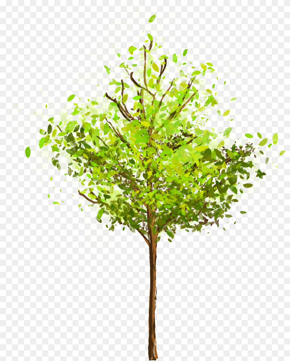 Tree River Birch, Plant, Maple, Oak, Sycamore Png