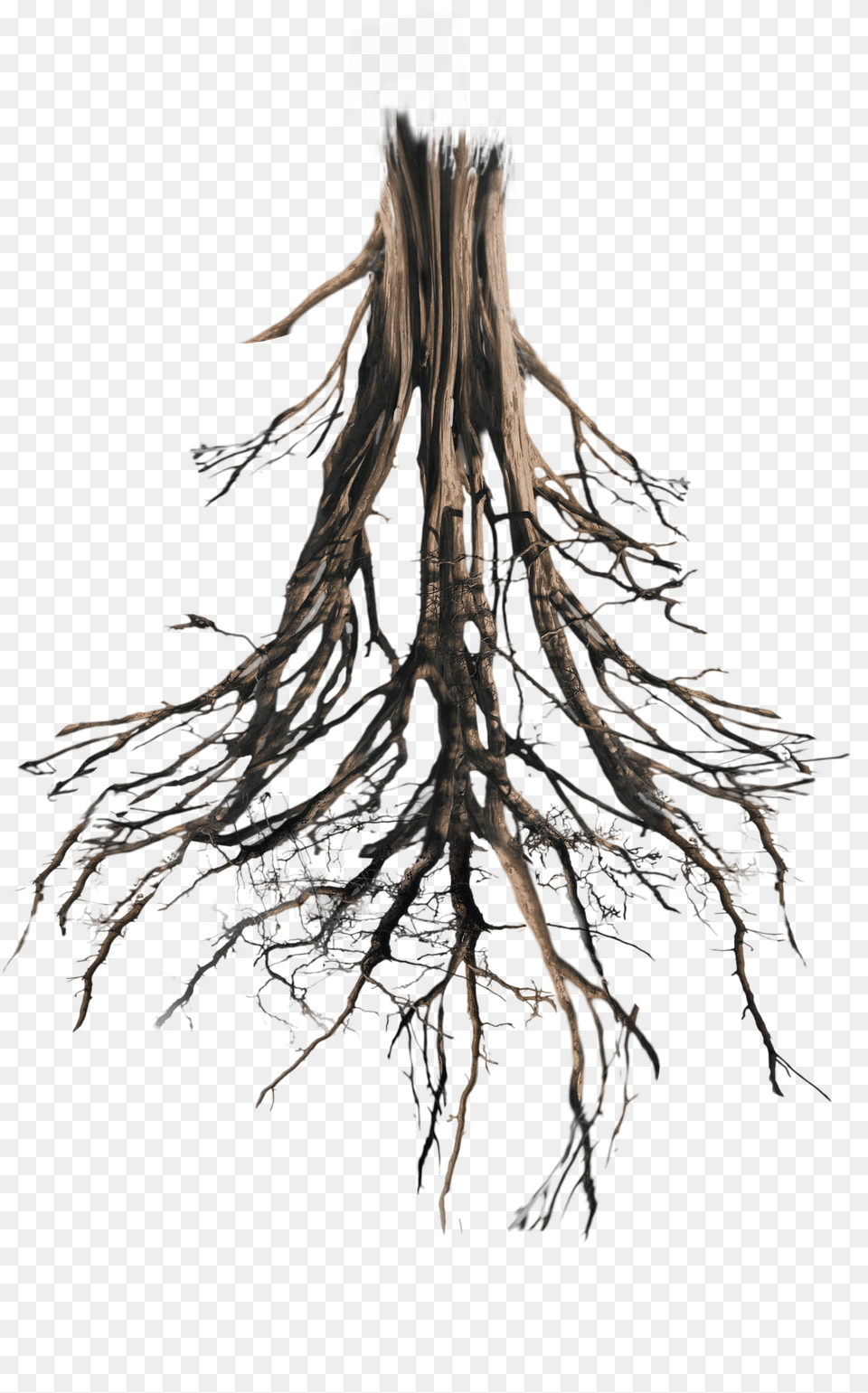 Tree Root, Photography, Baby, Face, Head Free Png