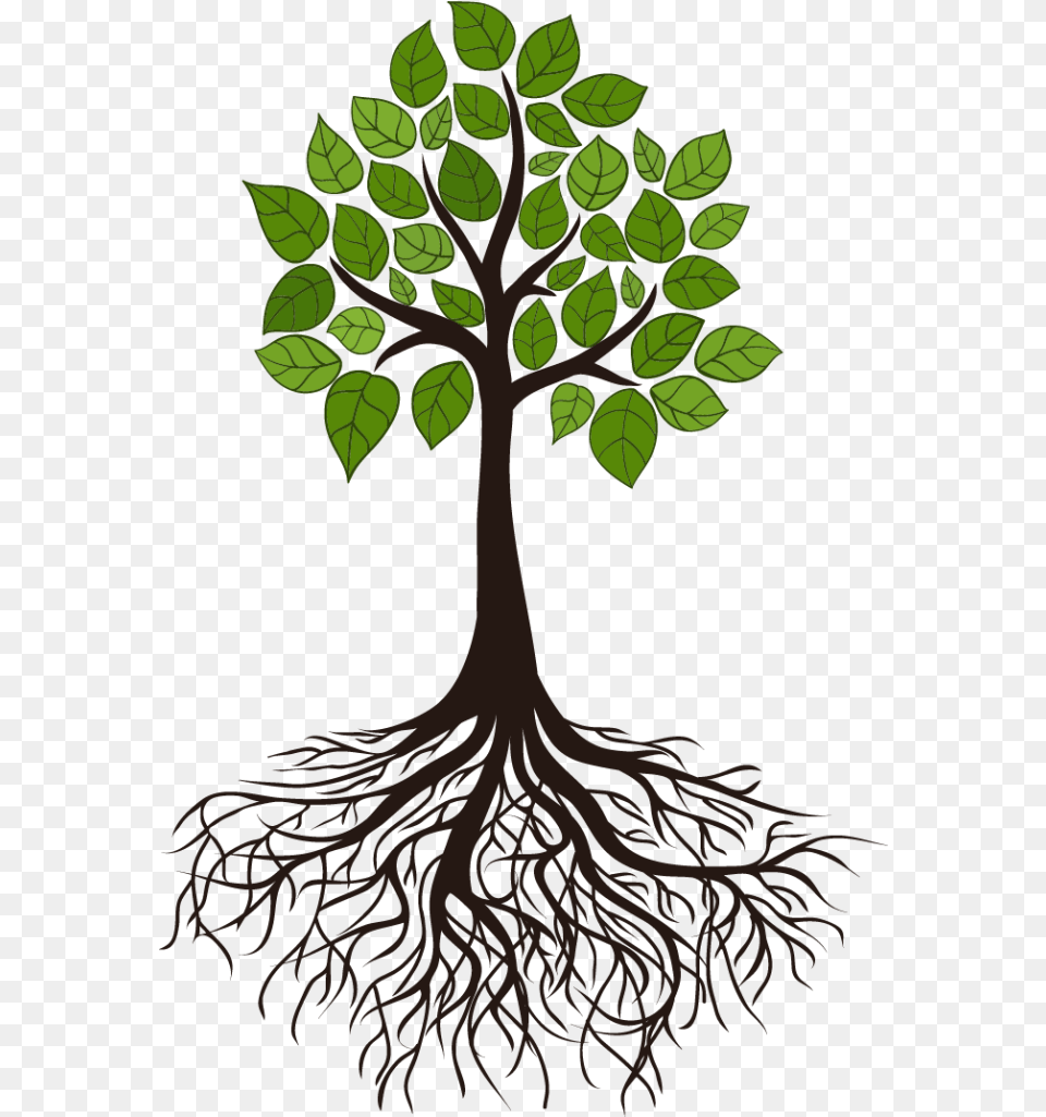 Tree Root Branch Clip Art Tree Root, Plant Free Png Download