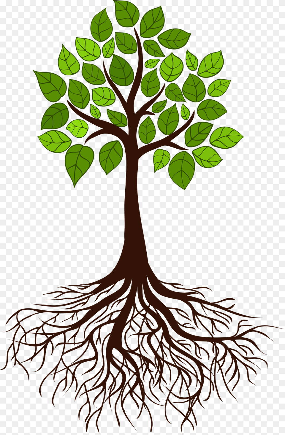 Tree Root Branch Tree Roots, Plant Free Png Download