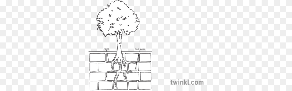 Tree Root Breaking Rock Geography Diagram Ks3 Black And Horizontal, Plant, Art Free Transparent Png