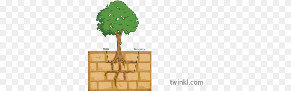 Tree Root Breaking Rock Geography Diagram Ks3 Illustration Diagram Of Roots Breaking Rocks, Plant, Potted Plant, Conifer, Vegetation Free Png Download