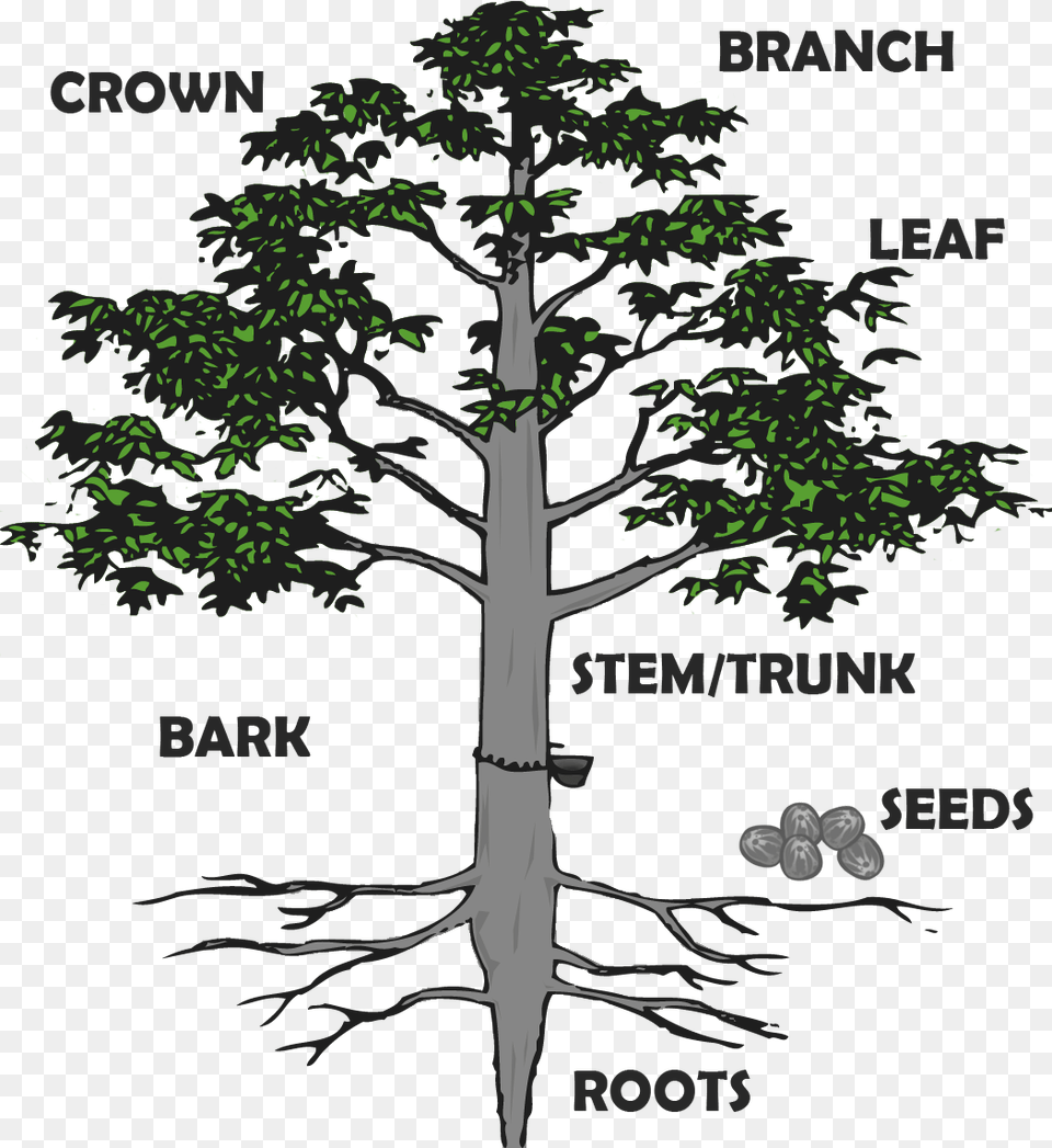 Tree Root Hevea Brasiliensis Root System, Plant, Vegetation, Woodland, Land Png
