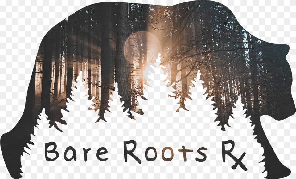 Tree Roots, Plant, Fir, Vegetation, Pine Png