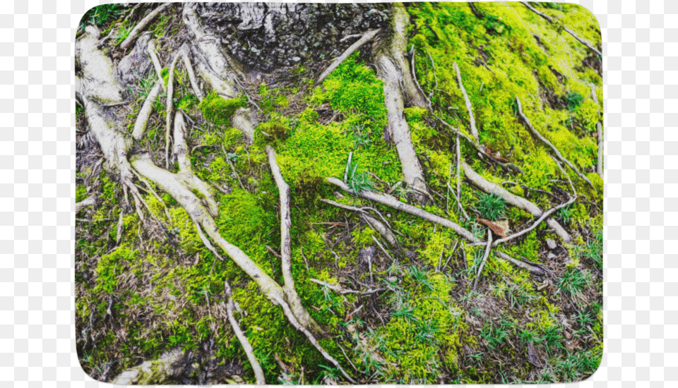 Tree Roots, Moss, Plant, Root Free Transparent Png