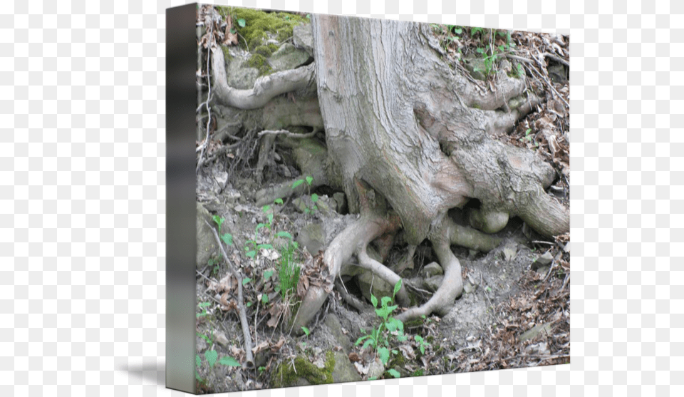 Tree Roots By Soil, Plant, Tree Trunk, Root Png