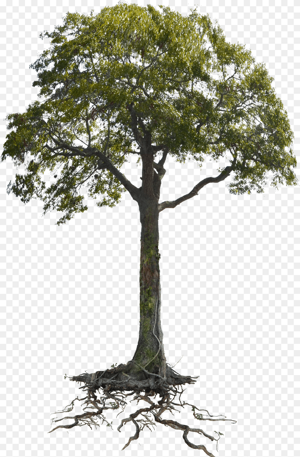 Tree Roots Clipart Free Transparent Png