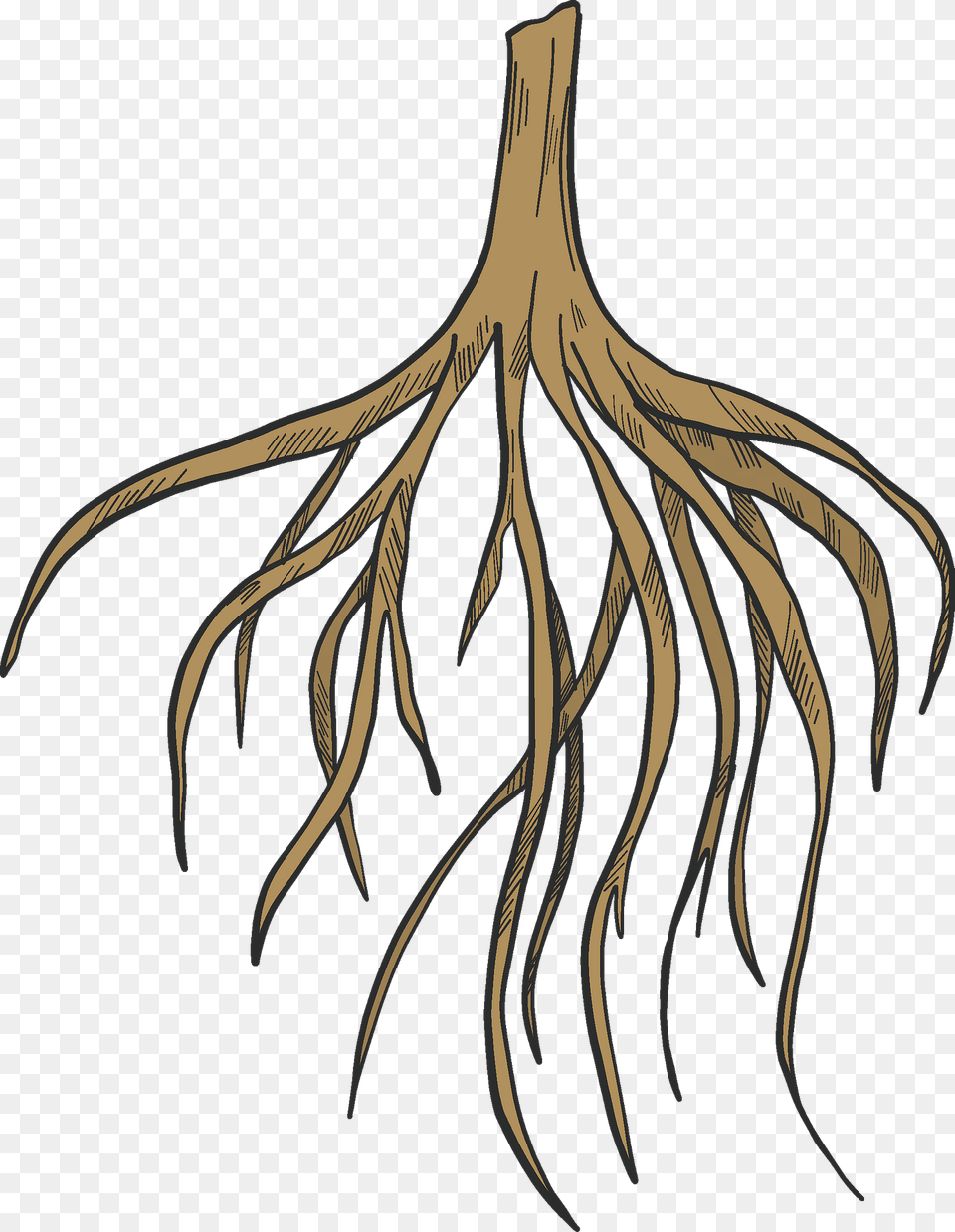 Tree Roots Clipart, Plant, Root, Animal, Fish Png Image
