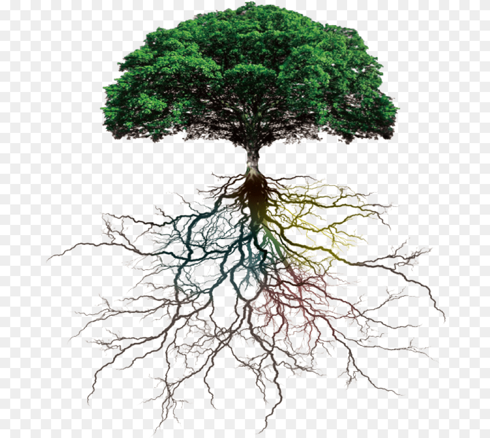 Tree Roots Download Tree With Roots, Plant, Root Free Png