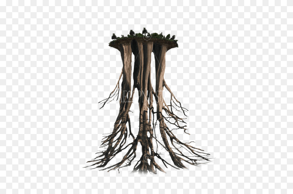 Tree Roots Drawing, Plant, Root Png Image