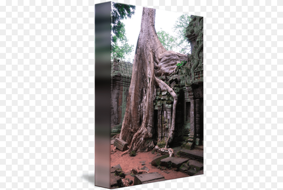 Tree Roots Overgrowing A Wall In Prohm Cambodia By Nigel Taylor Angkor Wat, Plant, Architecture, Building, Ruins Png Image