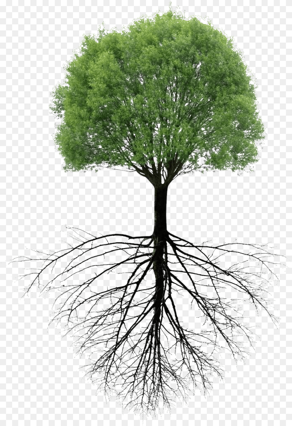 Tree Roots Tree With Roots, Plant, Root Png