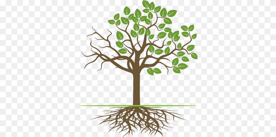 Tree Rx Tree With Roots Branches And Leaves, Plant, Root Free Png