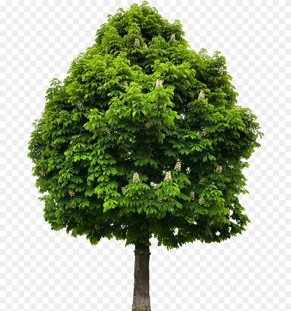 Tree Save Green Stay Clean West Bengal, Leaf, Maple, Oak, Plant Png